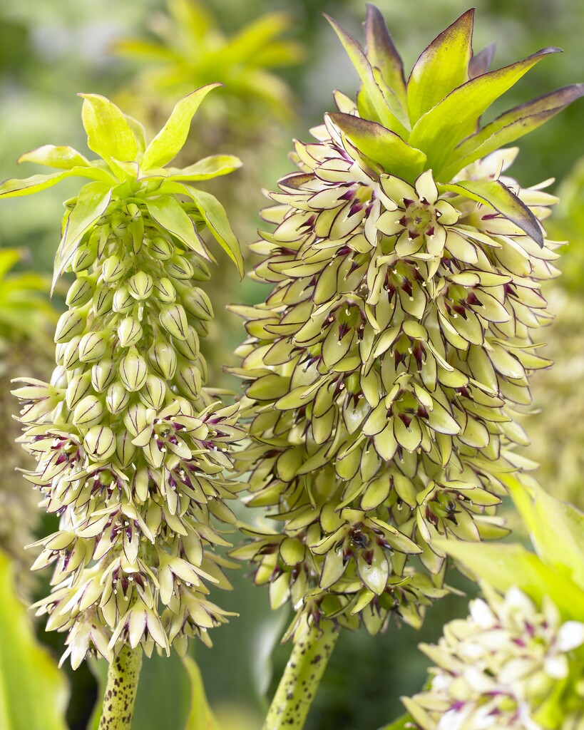 Dusk lilje flekket-Eucomis Bicolor 1-pakning